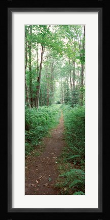 Framed Trail passing through a forest, Adirondack Mountains, Old Forge, Herkimer County, New York State, USA Print