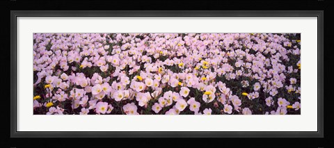 Framed Wildflowers Galveston TX USA Print
