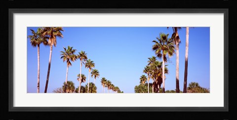 Framed Low angle view of palm trees, Fort De Soto Par, Gulf Coast, Florida, USA Print