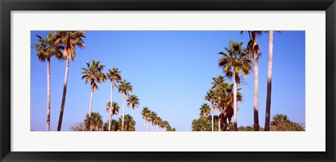 Framed Low angle view of palm trees, Fort De Soto Par, Gulf Coast, Florida, USA Print