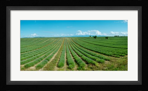 Framed Lavender field just days prior to flowers emerging, Plateau de Valensole, Provence-Alpes-Cote d'Azur, France Print