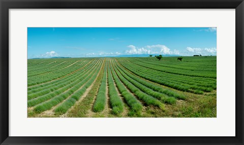 Framed Lavender field just days prior to flowers emerging, Plateau de Valensole, Provence-Alpes-Cote d&#39;Azur, France Print