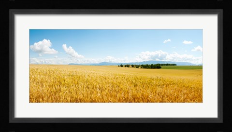 Framed Wheat field near D8, Brunet, Plateau de Valensole, Alpes-de-Haute-Provence, Provence-Alpes-Cote d'Azur, France Print