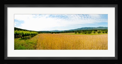 Framed Wheat field with vineyard along D135, Vaugines, Vaucluse, Provence-Alpes-Cote d'Azur, France Print