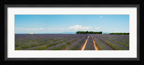 Framed Lavender fields, Route de Digne, Plateau de Valensole, Alpes-de-Haute-Provence, Provence-Alpes-Cote d'Azur, France Print