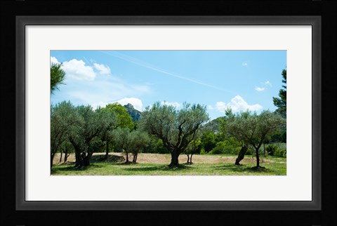 Framed Olive trees in front of the ancient Monastere Saint-Paul-De-Mausole, St.-Remy-De-Provence, Provence-Alpes-Cote d'Azur, France Print