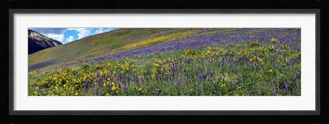Framed Hillside with yellow sunflowers and purple larkspur, Crested Butte, Gunnison County, Colorado, USA Print