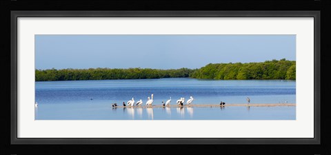 Framed White pelicans on Sanibel Island, Florida, USA Print