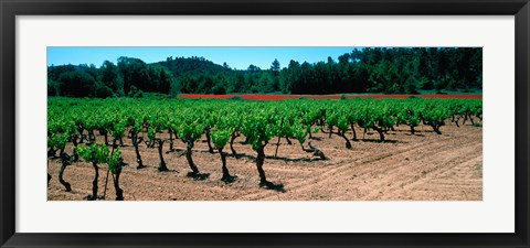 Framed Vineyards and red poppies in summer morning light, Provence-Alpes-Cote d&#39;Azur, France Print