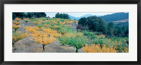 Framed Cherry trees in an orchard, Provence-Alpes-Cote d&#39;Azur, France Print