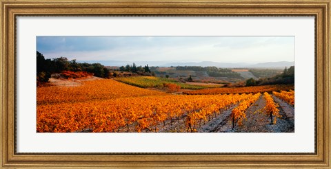 Framed Vineyards in the late afternoon autumn light, Provence-Alpes-Cote d&#39;Azur, France Print