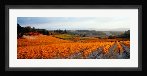 Framed Vineyards in the late afternoon autumn light, Provence-Alpes-Cote d'Azur, France Print