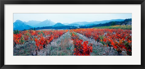 Framed Vineyards in autumn, Provence-Alpes-Cote d'Azur, France Print