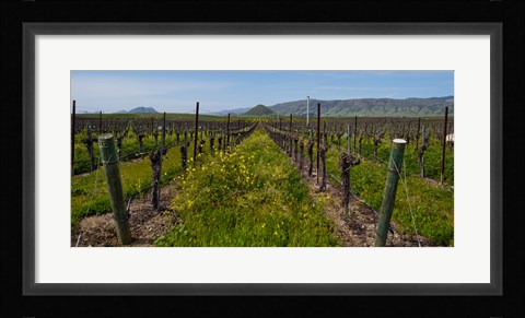 Framed Mustard plants growing in a vineyard, Edna Valley, San Luis Obispo County, California, USA Print
