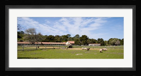 Framed Flock of sheep grazing in a farm, Mission La Purisima Concepcion, Santa Barbara County, California, USA Print