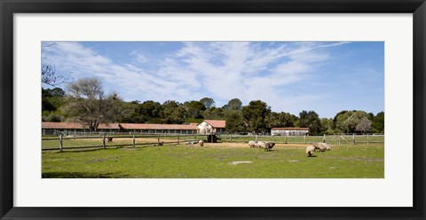 Framed Flock of sheep grazing in a farm, Mission La Purisima Concepcion, Santa Barbara County, California, USA Print