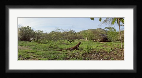 Framed Komodo Dragon (Varanus komodoensis) in a field, Rinca Island, Indonesia Print