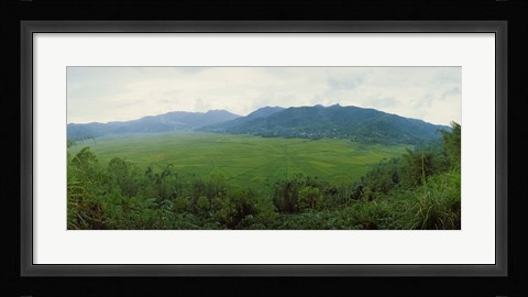 Framed Spider web rice field, Flores Island, Indonesia Print