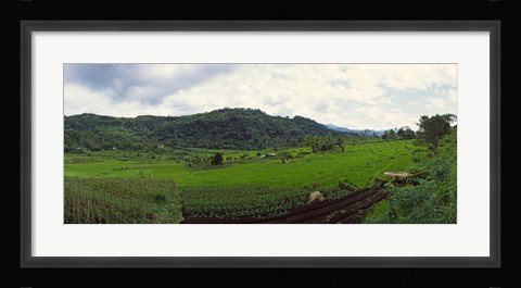 Framed Terraced rice field, Indonesia Print