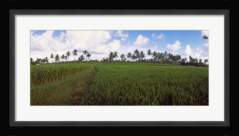 Framed Rice field, Bali, Indonesia Print