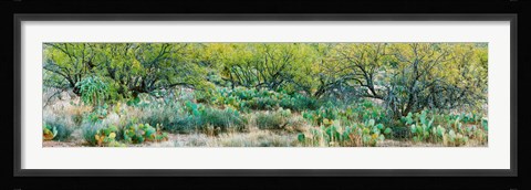 Framed Prickly pear cacti surrounds mesquite trees, Oro Valley, Arizona, USA Print
