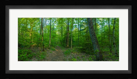 Framed Forest, Great Smoky Mountains National Park, Blount County, Tennessee, USA Print