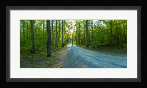 Framed Dirt road passing through a forest, Great Smoky Mountains National Park, Blount County, Tennessee, USA Print