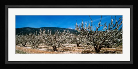 Framed Cherry blossom, Mont Ventoux, Provence-Alpes-Cote d'Azur, France Print