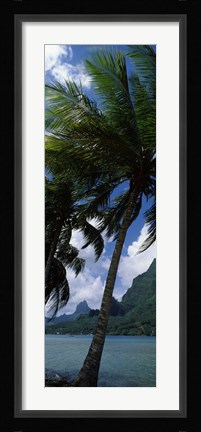 Framed Palm tree on Cook's Bay with Mt Mouaroa in the Background, Moorea, Society Islands, French Polynesia Print