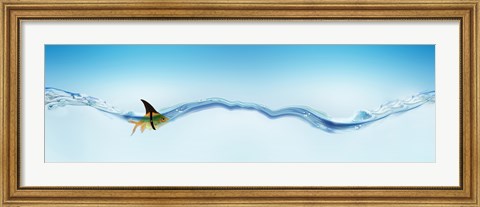 Framed Goldfish wearing shark fin Print