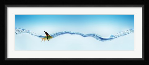 Framed Goldfish wearing shark fin Print