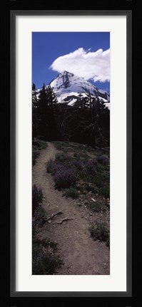 Framed Wildflowers along a trail with mountain in the background, Cloud Cap Trail, Mt Hood, Oregon, USA Print