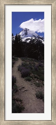 Framed Wildflowers along a trail with mountain in the background, Cloud Cap Trail, Mt Hood, Oregon, USA Print
