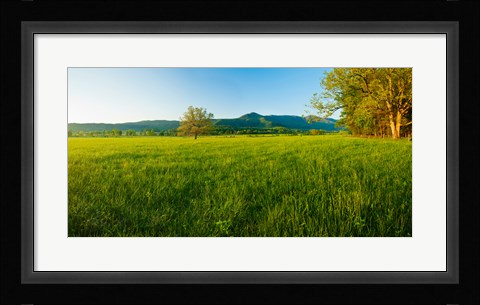Framed Lone oak tree in a field, Cades Cove, Great Smoky Mountains National Park, Tennessee, USA Print