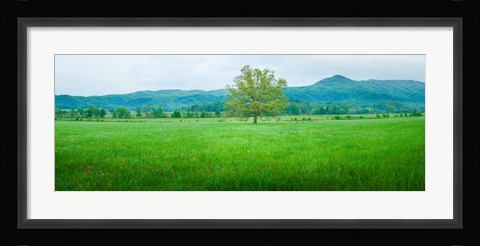 Framed Agricultural field with mountains in the background, Cades Cove, Great Smoky Mountains National Park, Tennessee, USA Print