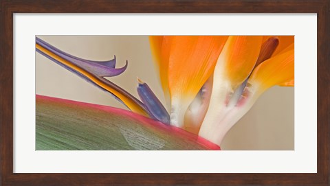 Framed Close Up of Strelitzia in bloom, California Print