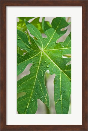 Framed Raindrops on papaya tree leaf, La Digue, Seychelles Print