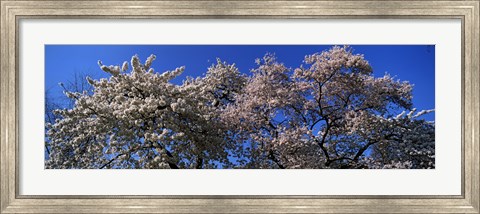 Framed Top of a Cherry blossom, St. James&#39;s Park, London, England Print