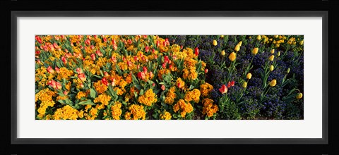 Framed Flowers in Hyde Park, City of Westminster, London, England Print