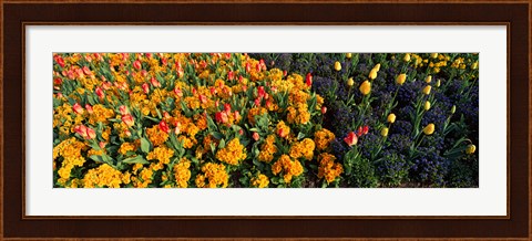 Framed Flowers in Hyde Park, City of Westminster, London, England Print