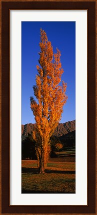 Framed Poplar tree on Golf Course, Queenstown, South Island, New Zealand Print