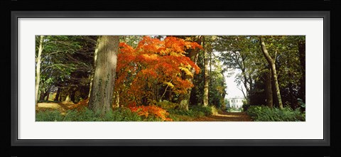 Framed Autumn trees at Thorp Perrow Arboretum, Bedale, North Yorkshire, England Print