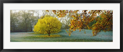 Framed Frost in autumn, St. James's Park, City Of Westminster, London, England Print