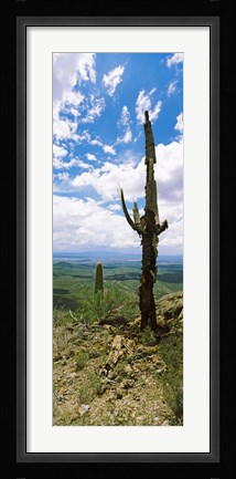 Framed Saguaro cactus on a hillside, Tucson Mountain Park, Tucson, Arizona Print