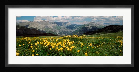 Framed Blooming buttercup flowers in a field, Champs Pass, France Print