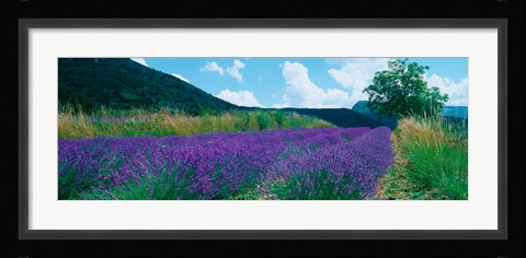Framed Lavender field, Provence-Alpes-Cote d'Azur, France Print