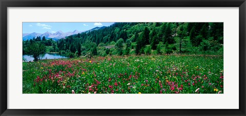 Framed Wildflowers in a field at lakeside, French Riviera, France Print