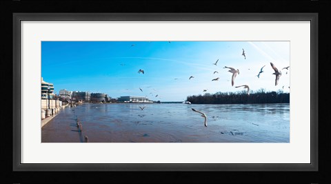 Framed Flock of birds flying at Old Georgetown waterfront, Potomac River, Washington DC, USA Print