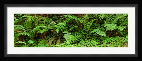 Framed Ferns in front of Redwood trees, Redwood National Park, California, USA Print