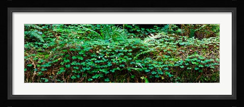 Framed Clover and Ferns on downed Redwood tree, Brown's Creek Trail, Jedediah Smith Redwoods State Park, California, USA Print